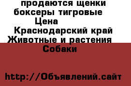 продаются щенки боксеры тигровые  › Цена ­ 6 000 - Краснодарский край Животные и растения » Собаки   